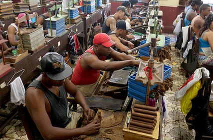 Men rolling cigars in a cigar factory.