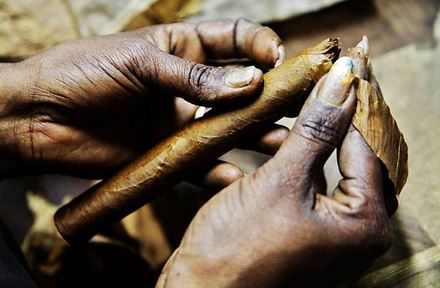 rolling cigars in a cigar factory.